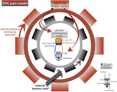 Thalamic Bursts and the Epic Pain Model